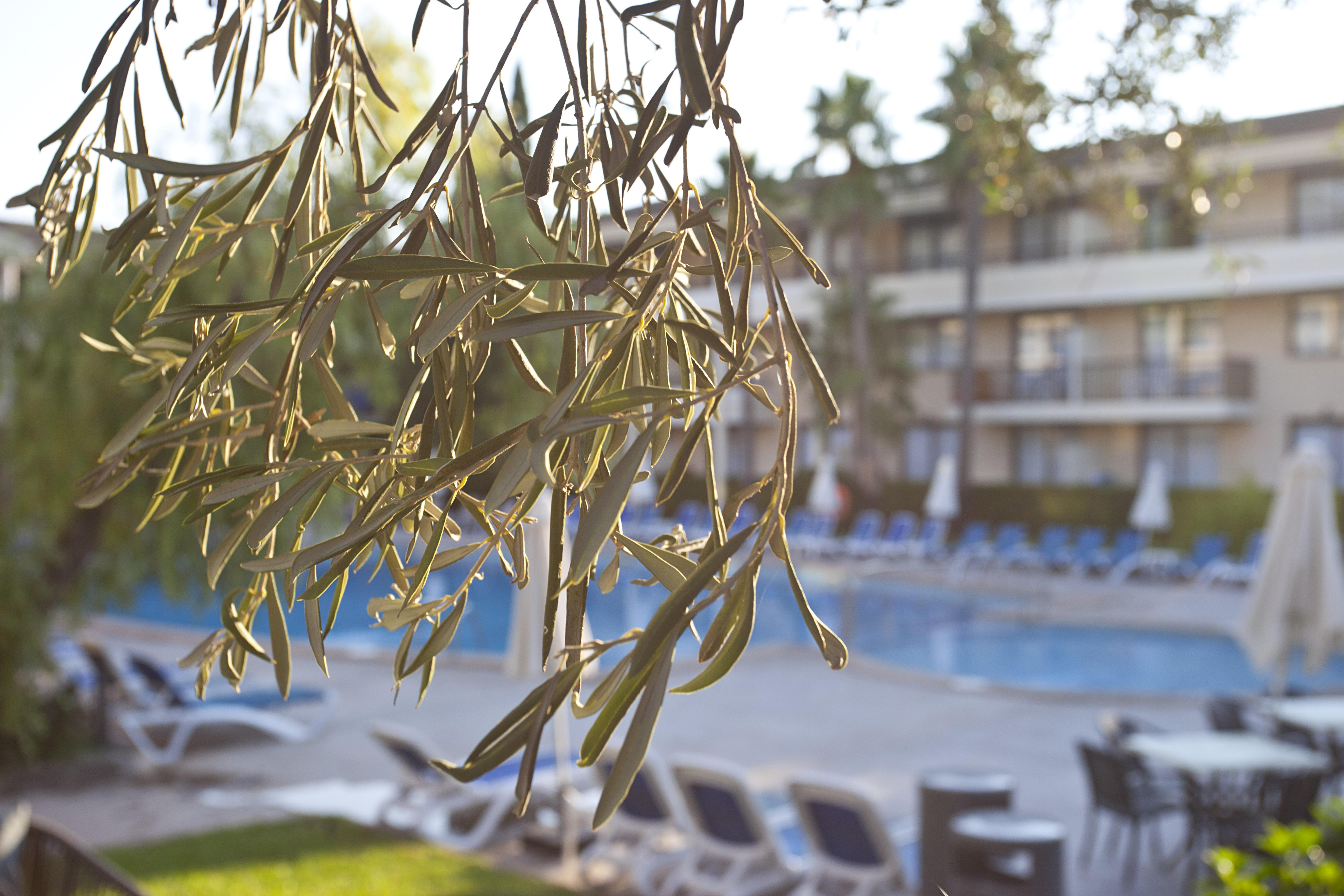 Hotel Bahia Pollensa 포엔샤 항구 외부 사진